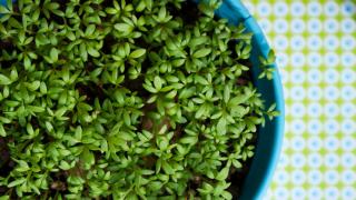 Как выращивать кресс салат на подоконнике, как ухаживать и собирать урожай Крест салат выращивание на грядке