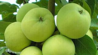 Сорта яблонь для подмосковья и средней полосы россии Яблоки осенние характеристики
